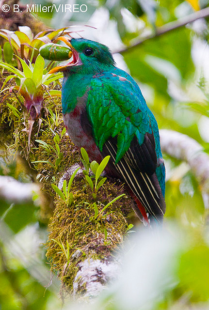 Resplendent Quetzal m47-19-035.jpg